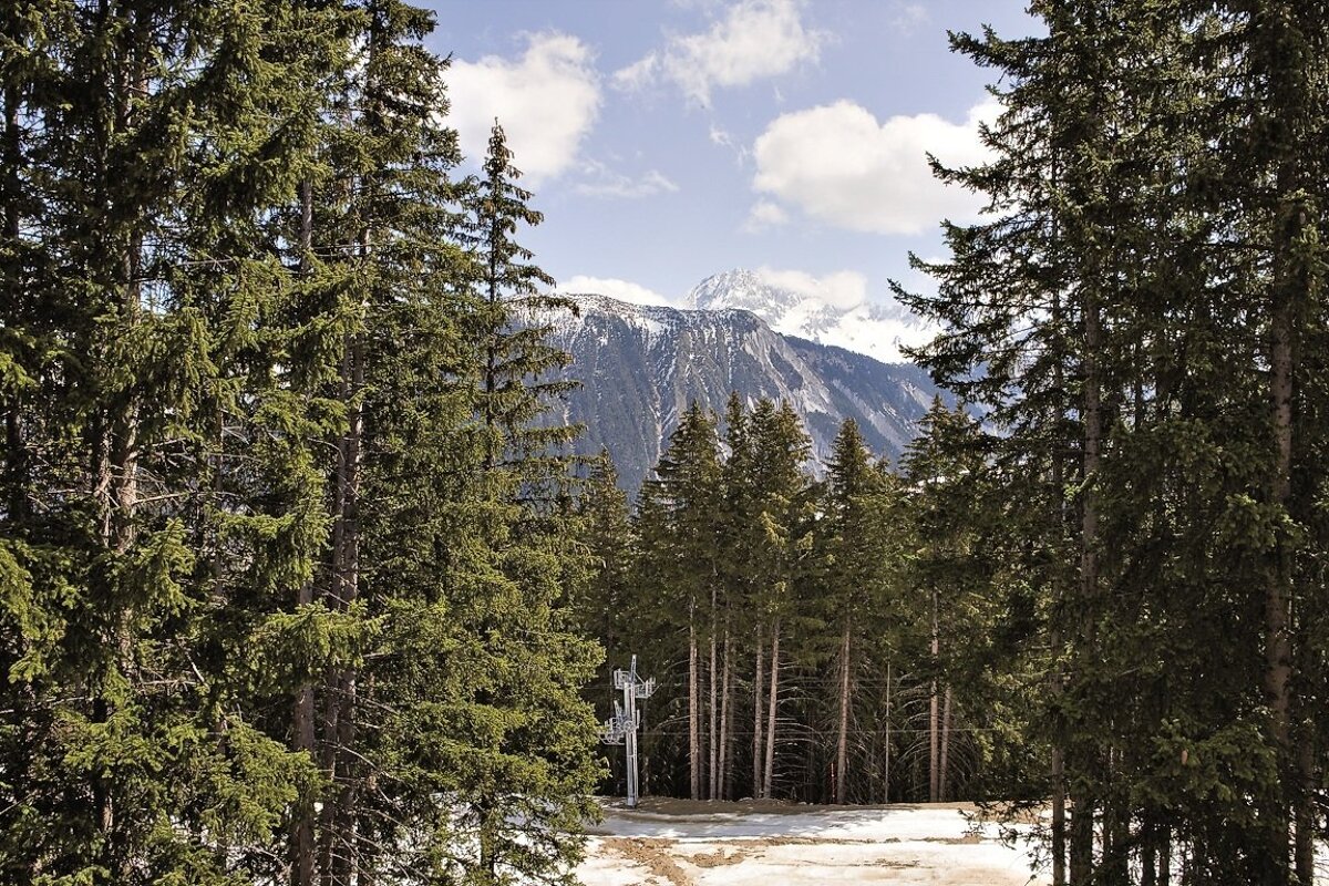 A snowy mountain is visible through the trees