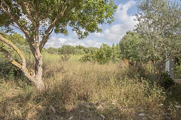 A field of dry, wild grass and plants with trees on both sides under a partly cloudy blue sky, depicting a natural landscape.