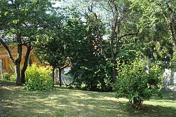 A fenced in yard with trees and bushes surrounding it
