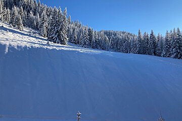 A snowy forest with a blue sky in the background