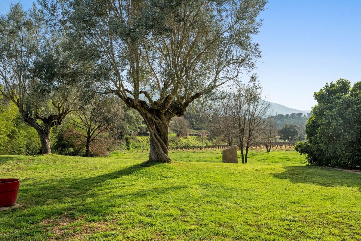 A sunny, vibrant green field with ancient olive trees, a distant vineyard, bare-branched trees, and hazy mountains under a clear blue sky.