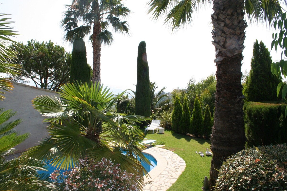 A lush green garden with palm trees and a swimming pool