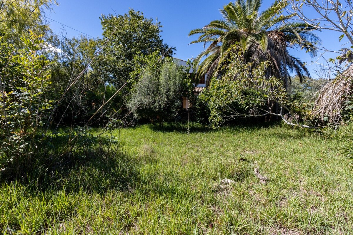 An overgrown grassy yard surrounded by lush green trees, including a palm tree, with a glimpse of a building under a clear blue sky.