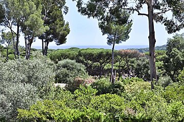 A lush green forest with a view of the ocean