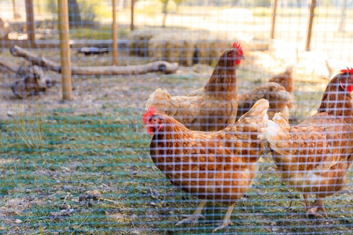 A group of chickens are behind a wire fence