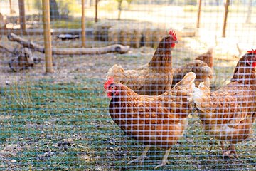 Brown chickens with red combs in a sunny outdoor pen, viewed through a wire mesh fence.