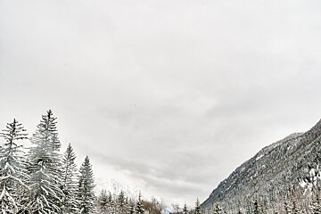 A snowy forest with mountains in the background