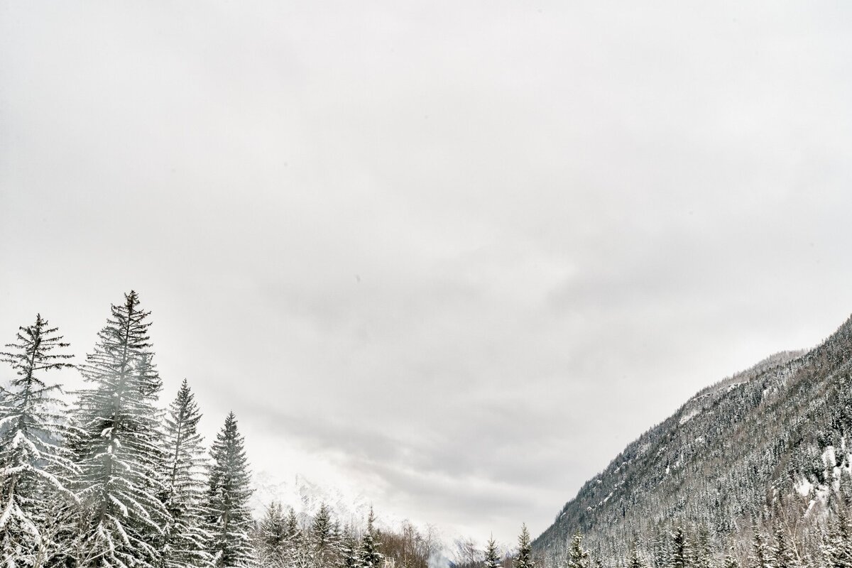 A snowy forest with mountains in the background