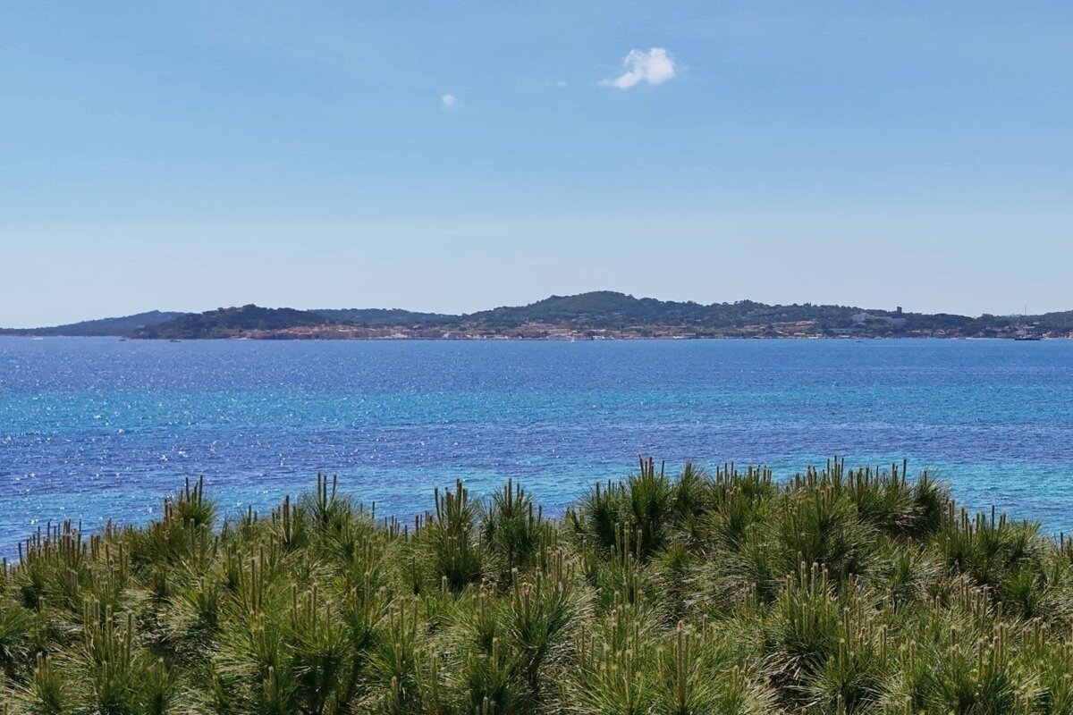 Vibrant blue sea and a distant hilly coastline framed by green pine bushes under a clear sky with a single cloud.