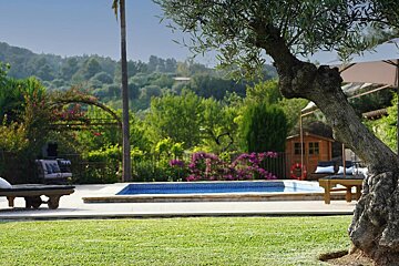 A large tree stands in front of a swimming pool