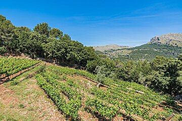 A vineyard with trees and mountains in the background