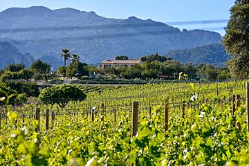 A lush green vineyard with mountains in the background