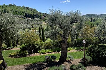 A lush green field with trees and shrubs surrounding it