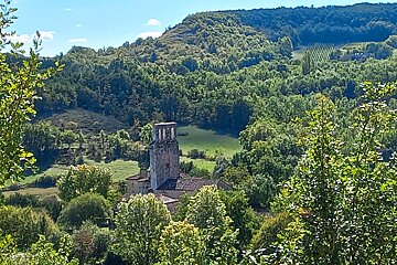 A tower in the middle of a lush green forest