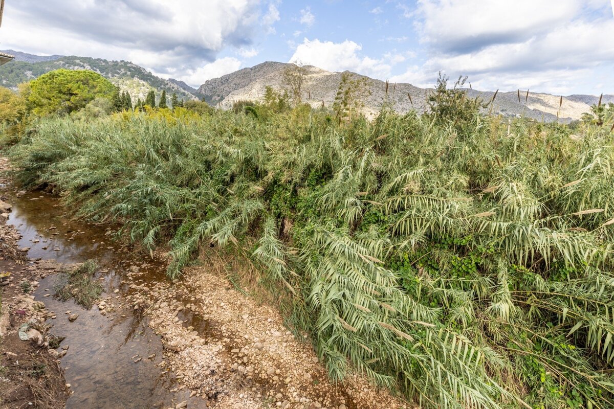 A shallow, rocky stream flows past dense, tall reeds and green foliage, with mountains rising under a cloudy sky in the background.