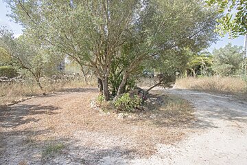A sunlit large olive tree surrounded by dry, sparse grass and a sandy path in a rural, arid setting. Stone walls are visible in the background.