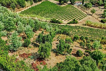Aerial view of a sun-drenched, rural landscape featuring vibrant green vineyards in neat rows, interspersed trees, and a small white house on a hill.