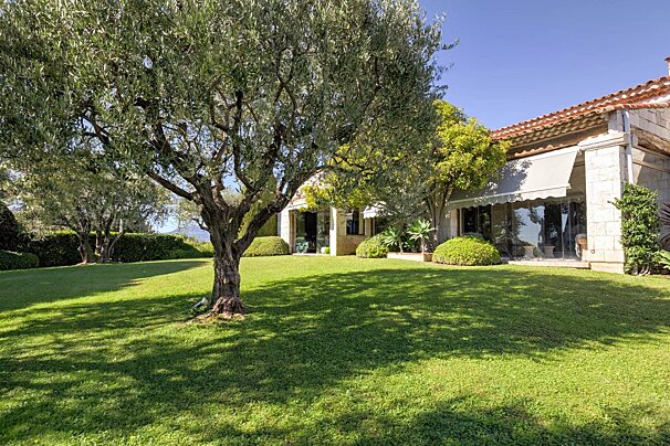 Large olive tree on a grassy lawn in front of a stone villa with a tiled roof under a clear blue sky.