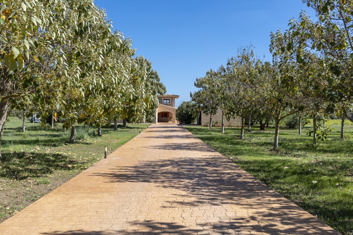 A driveway leading to a house surrounded by trees