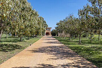 A driveway leading to a house surrounded by trees