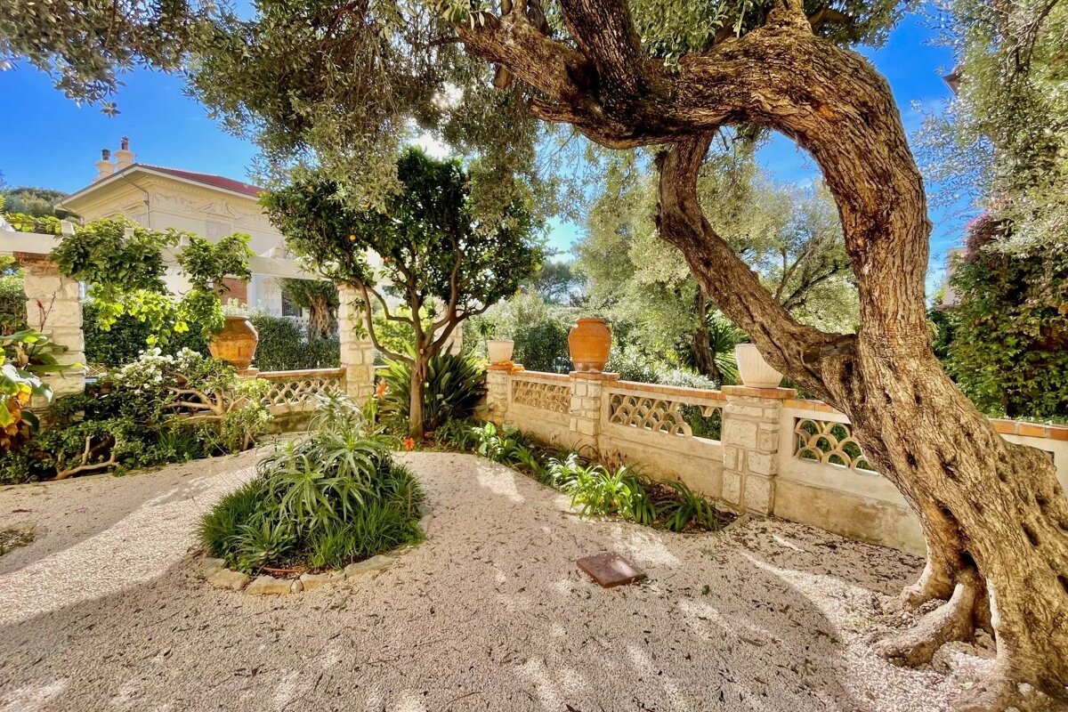 A sun-drenched Mediterranean garden with a gnarled olive tree, a decorative stone wall, gravel ground, lush plants, and a house in the distance.