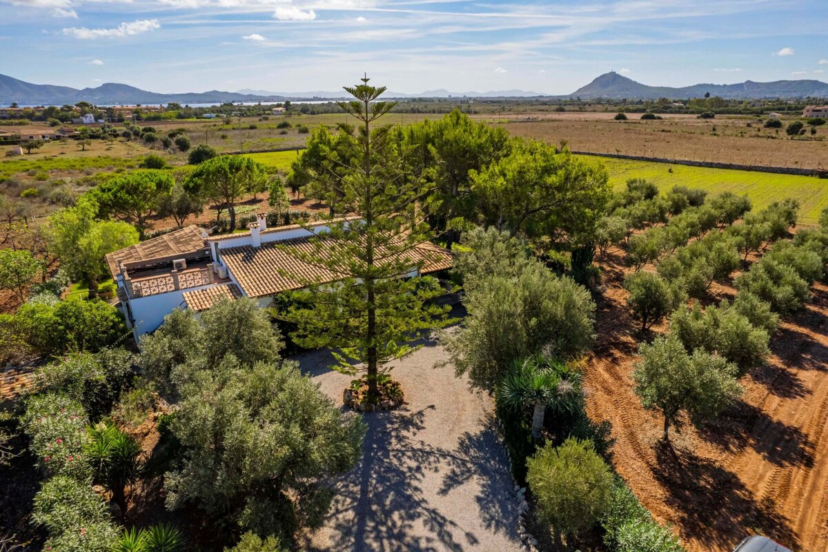 Aerial shot of a house with a tall tree, surrounded by olive groves and fields. Mountains and water are visible in the distant, sunny landscape.
