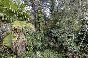 A lush green forest with palm trees and shrubs