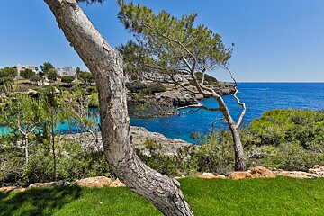 A tree stands on a cliff overlooking the ocean