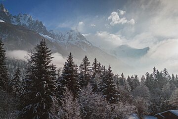 A snowy forest with mountains in the background