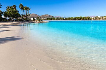 A beach with palm trees and a large body of water