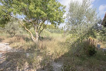 A sunny outdoor scene with two trees framing dry, tall grass and weeds. A dirt path is on the left, with more trees and distant cypress-like trees under a partly cloudy sky.