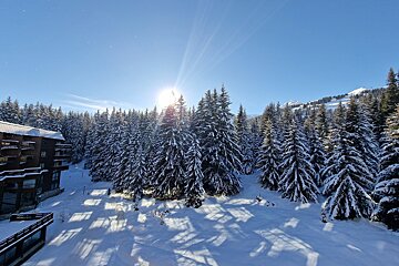 The sun is shining through the trees in the snow