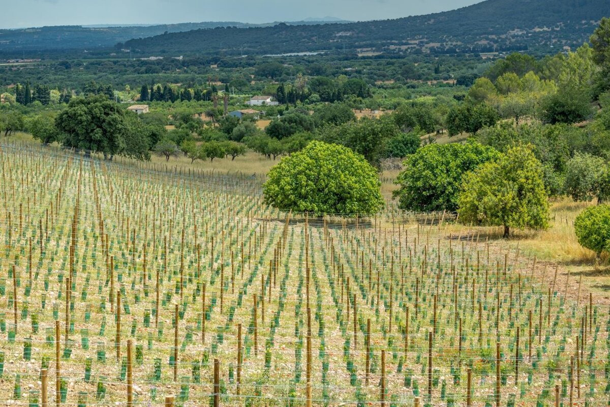 A row of trees in a field with mountains in the background