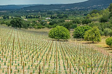 A row of trees in a field with mountains in the background