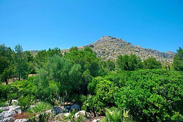 A lush green forest with a mountain in the background