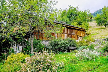 A rustic wooden building is nestled in a lush, overgrown garden filled with green foliage and wildflowers, with a verdant hillside in the background.