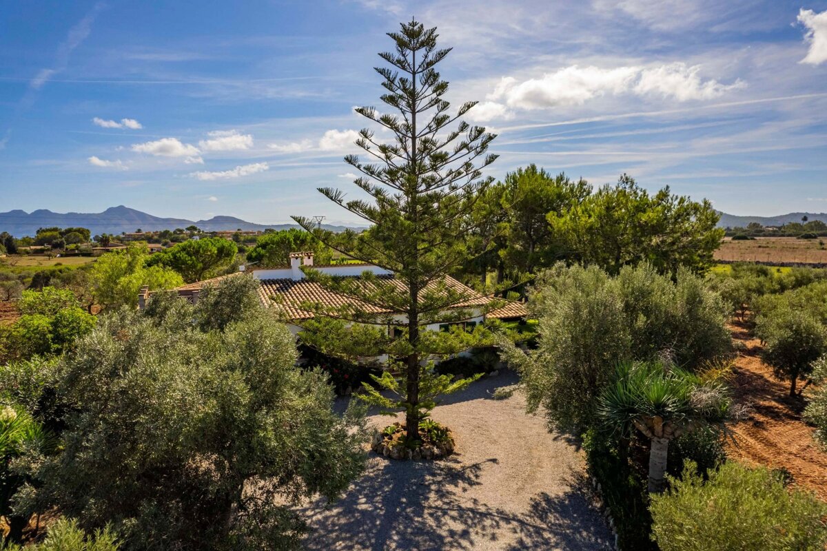 A serene aerial view of a rustic house with a tall pine tree, surrounded by olive groves and green fields, set against distant mountains and a blue sky.
