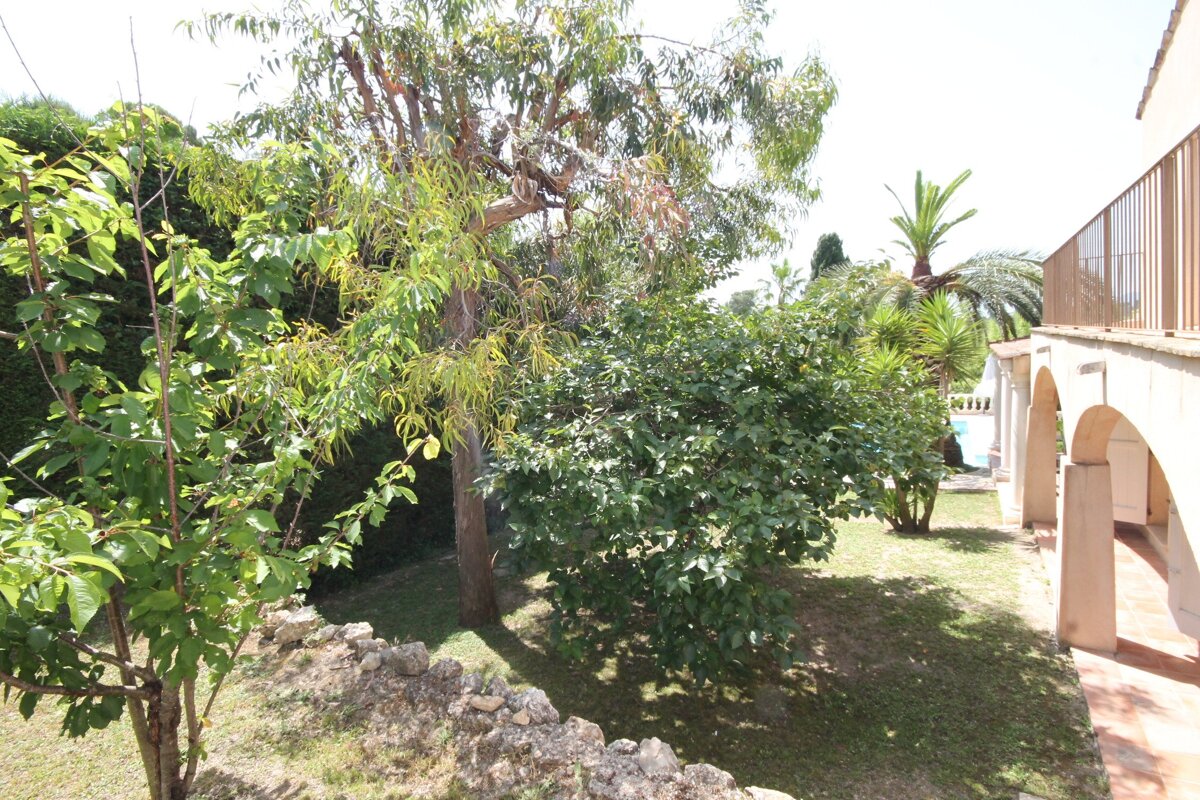 A lush green garden with a fence and a palm tree