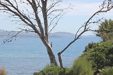 A view of the ocean with a tree in the foreground