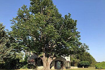 A magnificent, leafy green tree dominates the foreground, partially obscuring a stone house with a clear blue sky above.