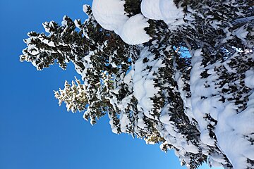 A snowy tree with a blue sky in the background
