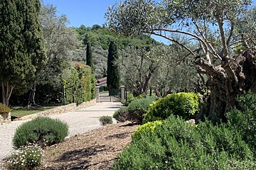 A stone walkway is surrounded by trees and bushes