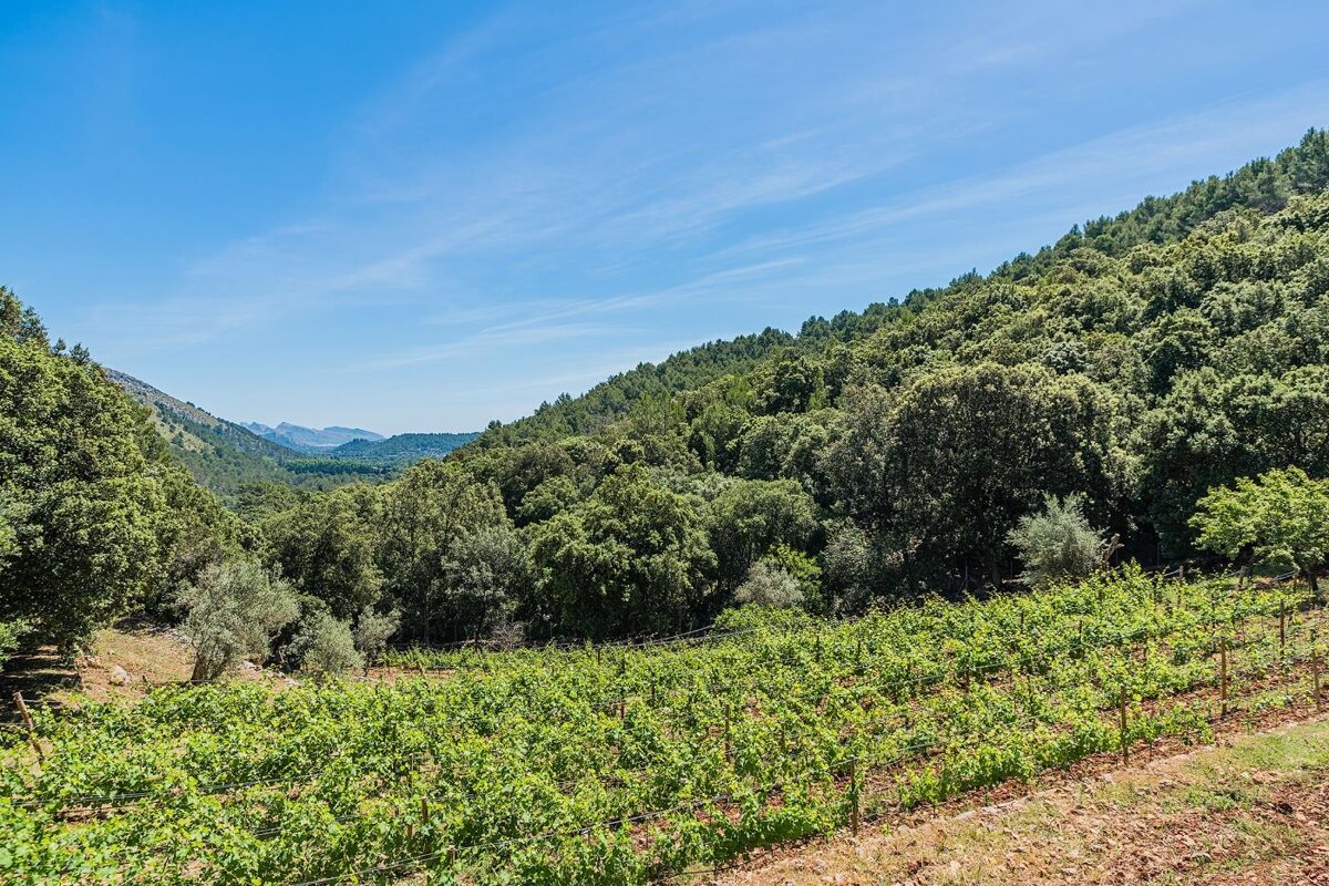 A vineyard in the middle of a forest with mountains in the background