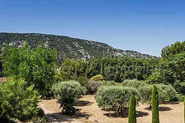 A lush green forest with mountains in the background