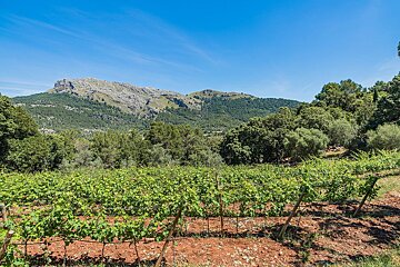 A vineyard with mountains in the background and trees in the foreground