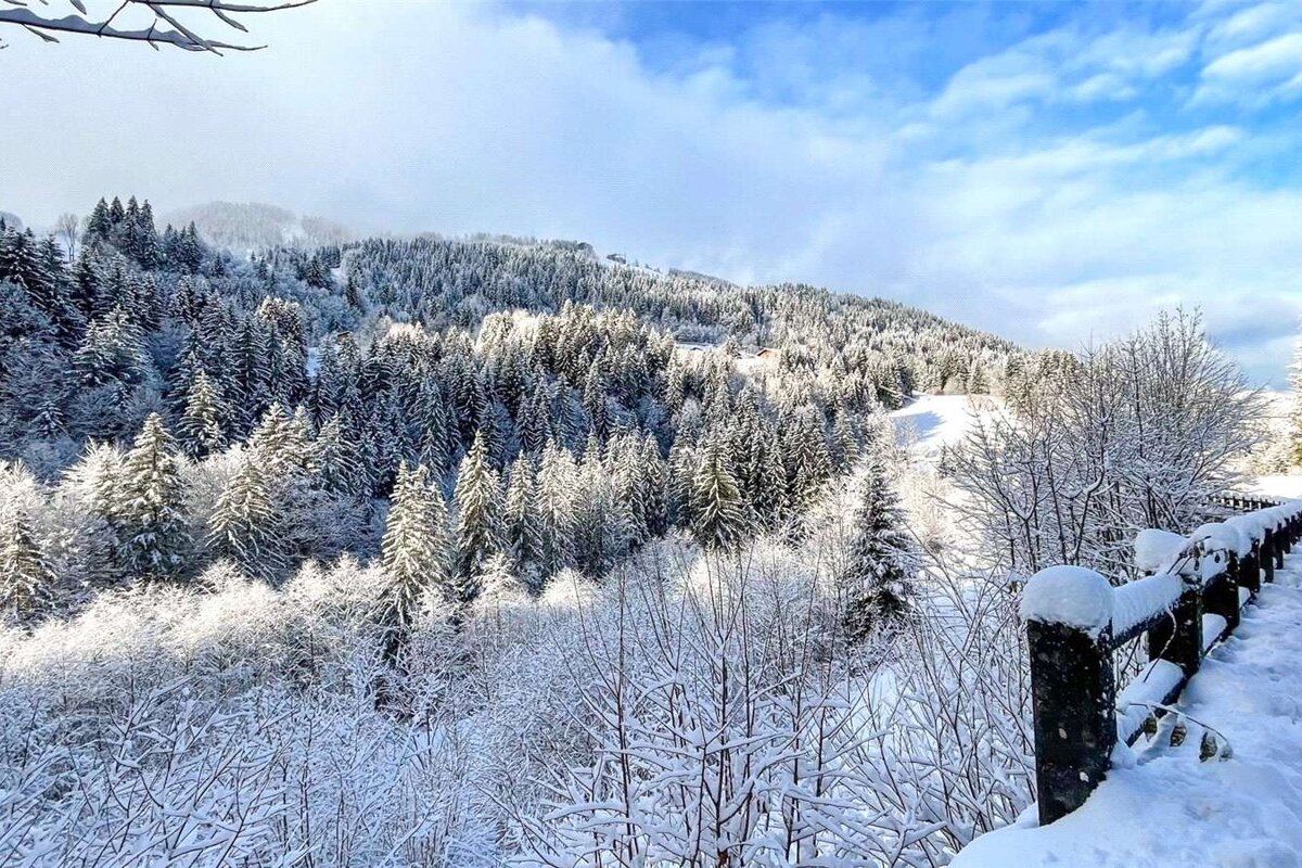 A snowy forest with a fence in the foreground