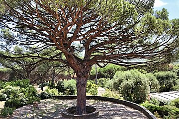 A tree with lots of branches is surrounded by other trees