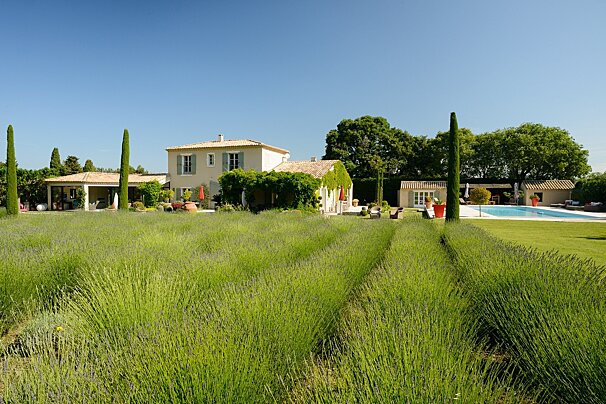 A large white house sits in the middle of a lavender field