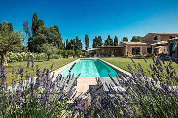 A sunny estate features a long, clear swimming pool framed by vibrant lavender, a green lawn, a stone house, and tall trees.