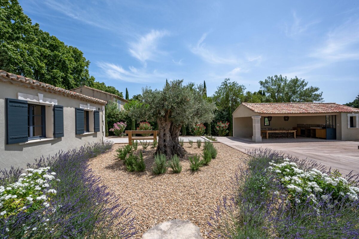 A sunny Mediterranean courtyard with a prominent olive tree, gravel paths, lavender, and traditional buildings under a bright blue sky.